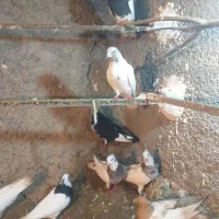 تعداد 9عدد کفتر|پرنده|مریوان, |دیوار