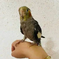 فروش عروس هلندی