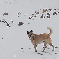 سگ سرابی|سگ|انگوران, |دیوار