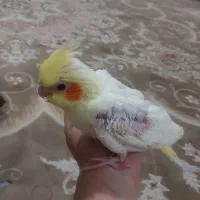 جوجه عروس