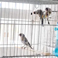 سهره ماده اماده اماده