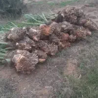 پاجوش نخل|گل و گیاه طبیعی|داراب, |دیوار