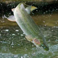 نگهبانی در پرورش ماهی|استخدام سرایداری و نظافت|انگوران, |دیوار