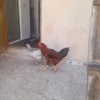 مرغ و خروس