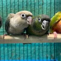 طوطی گرینچیک در انواع سایز و رنگ|پرنده|قائم‌شهر, |دیوار