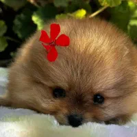 پامرانیان خرسی بو فیس|سگ|رشت, لاکانی|دیوار