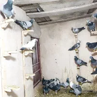 کبوتر پلاکی|پرنده|مشهد, تربیت (صدف)|دیوار