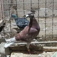 کفتر مسافتی مسابقه ای موشک همش یکجا 3تومن