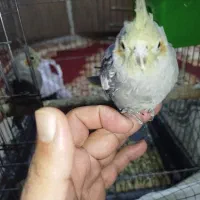 جوجه عروس هلندی|پرنده|ری, شهرک نظامی|دیوار