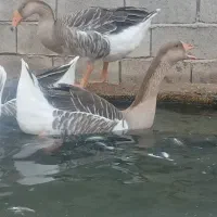 غاز