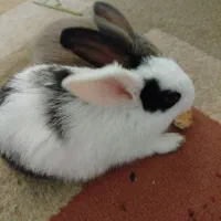 خرگوش مینیاتوری|موش و خرگوش|دزفول, |دیوار