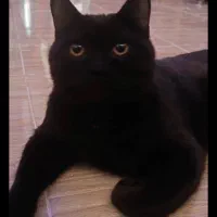 واگذاری رایگان اسکاتیش مشکی