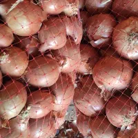 پیاز|عمدهفروشی|تهران, شهرک شریعتی|دیوار