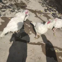 بوقلمون|حیوانات مزرعه|بیستون, |دیوار