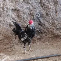 مرغ و خروس گلین