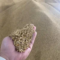 جو خارجی وآرد جو توفاله جو وباگاس