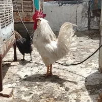 خروس آواز خوان