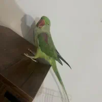 شاه طوطی فول دستی