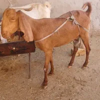 بز شیرا با کره