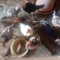 مرغ و خروس ضمانتی|حیوانات مزرعه|ایرانشهر, |دیوار