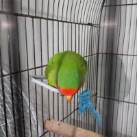 طوطی برزیلی کوتوله برزیلی|پرنده|صومعه‌سرا, |دیوار