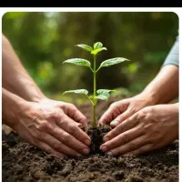 انجام کلیه خدمات باغبانی درخت کاری