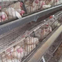 مرغ سفیدتخمگذار تخمی