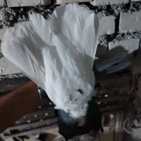 کبوتر یاپرنده دمسفید