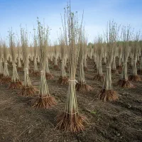 نهال قلمه مخصوص باغهای صنعتی پرسود