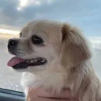 گمشده سگ پامراشپیتز ماده جوون طلایی