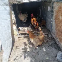 دو عدد خروس یکساله