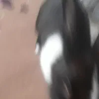 خرگوش احلی ماده|موش و خرگوش|بیرجند, |دیوار