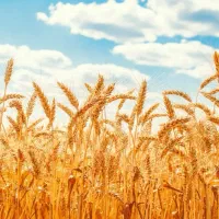 گندم برای دام|حیوانات مزرعه|زالیان, |دیوار