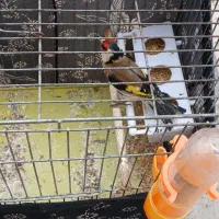 یک عدد سهره نر