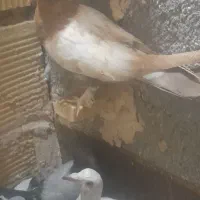 جوجه کفتر|پرنده|مشهد, پنجتن|دیوار