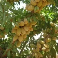 فروش انواع نهال اصلاح شده پیوندی|خدمات باغبانی و درختکاری|خسروشاه, |دیوار