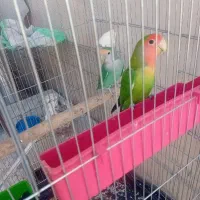 ی جفت طوطی برزیلی ی جفت مرغ عشق