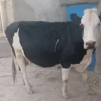 گاوفروشی