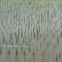 زمین شالیزاری