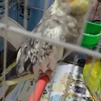 یه جفت عروس با چهار تا تخم ۳میلیون