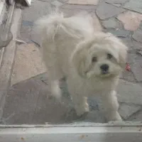 واگذاری حمایتی|سگ|بومهن, |دیوار