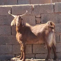 چبش. بزغاله فروشی