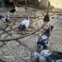 کبوتر تهرانی وکله ای دونه ۴۰۰|پرنده|آبدانان, |دیوار