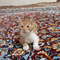 گربه چهار ماهه پسر