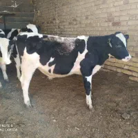 5راس گوساله نر صنعتی|حیوانات مزرعه|مرودشت, ثبت احوال|دیوار