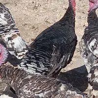 بوقلمون محلی بفروش میرسد|حیوانات مزرعه|کازرون, |دیوار