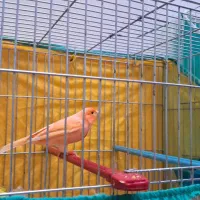 قناری ردفکتور