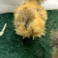 مرغ خروس/کوشین /ابریشمی/ جوجه/ نیمچه تخمگذار|حیوانات مزرعه|مشهد, شریف|دیوار