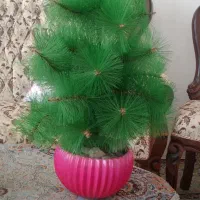 درختچه کریسمس