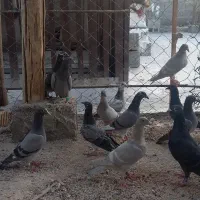 فروش کبوتر|پرنده|برازجان, |دیوار